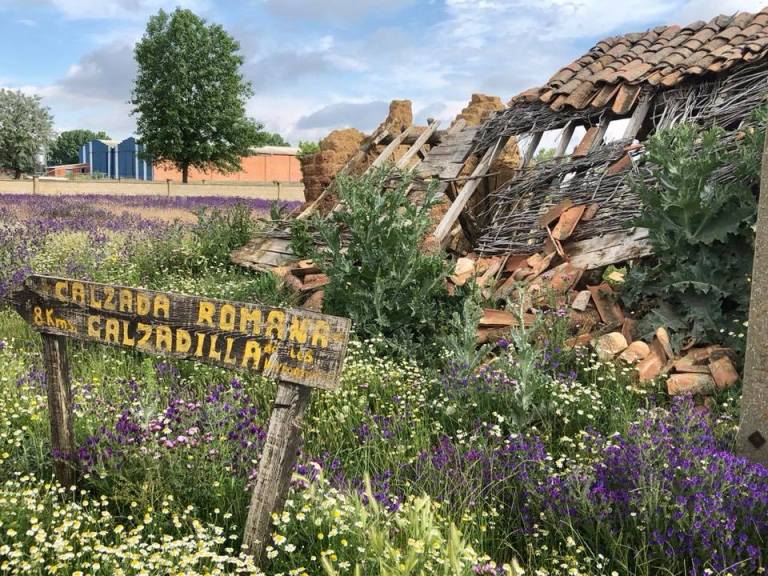 Purple Calzada Romana